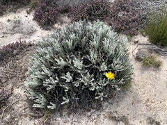 Euryops othonnoides