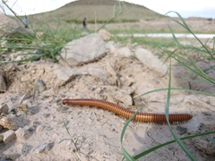 Orthoporus