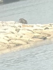 Lutrogale perspicillata