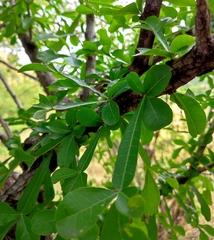 Crescentia alata