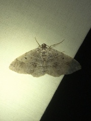 Melanolophia signataria