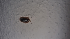 Armadillidium werneri