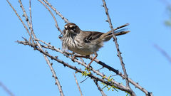 Sericornis maculatus