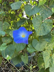 Ipomoea tricolor