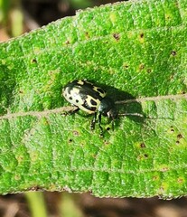 Zygogramma signatipennis