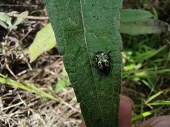 Zygogramma signatipennis