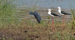 Himantopus himantopus