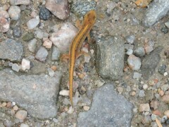 Lissotriton