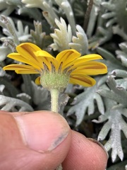 Euryops othonnoides