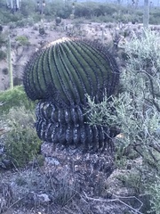 Echinocactus platyacanthus