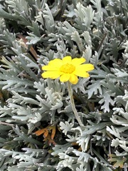 Euryops othonnoides