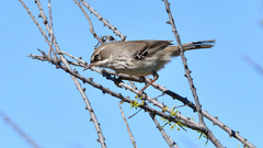 Sericornis maculatus