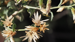 Brickellia desertorum