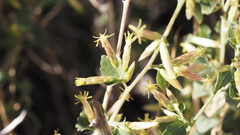 Brickellia desertorum