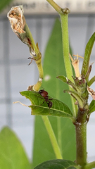 Pheidole obscurithorax