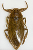 Giant Water Bugs - Photo (c) Charles Tilford, some rights reserved (CC BY-NC-SA)