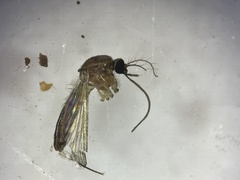 Culiseta melanura