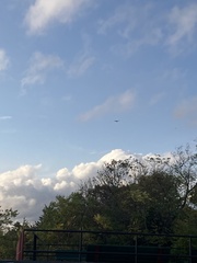 Cathartes aura