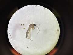 Culiseta melanura