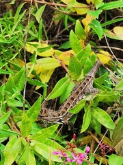 Sceloporus scalaris