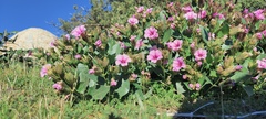 Mirabilis multiflora pubescens