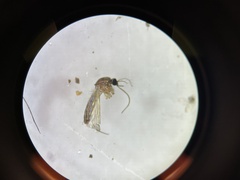 Culiseta melanura