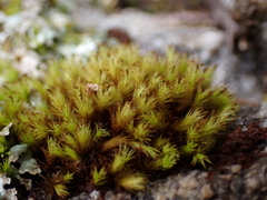 Plenogemma phyllantha