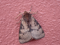 Canararctia rufescens