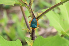 Edessa rufomarginata