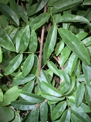 Wisteriopsis reticulata