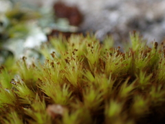 Plenogemma phyllantha