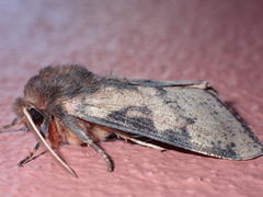 Canararctia rufescens