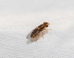 Chlorops