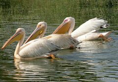 Pelecanus onocrotalus