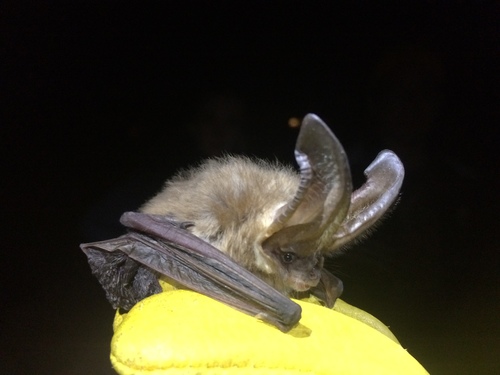 Townsend's Big-eared Bat