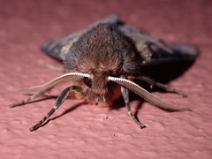 Canararctia rufescens