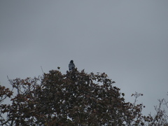 Corvus brachyrhynchos