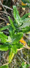 Hermas villosa
