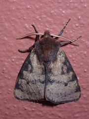 Canararctia rufescens