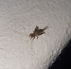 Arachnocephalus vestitus