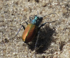 Cicindela scutellaris