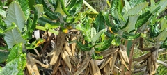 Hermas villosa