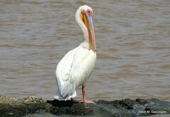 Pelecanus onocrotalus