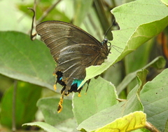 Papilio ulysses