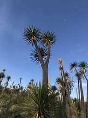 Yucca filifera