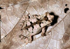 Rhinella margaritifera