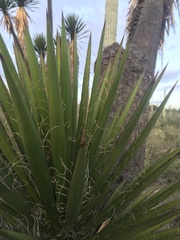 Yucca filifera