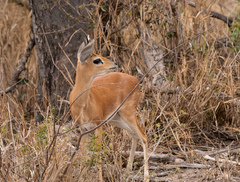 Raphicerus campestris campestris
