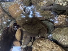 Dicamptodon tenebrosus