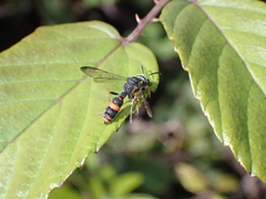 Cerceris concinna